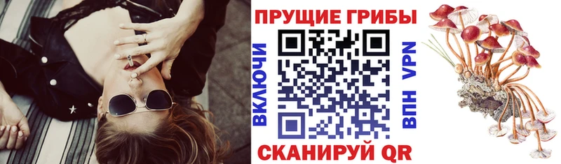 купить закладку  Заволжск  Галлюциногенные грибы прущие грибы 